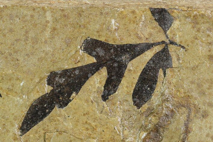 Fossil Balloon Vine (Cardiospermum) Leaf - Utah #130268